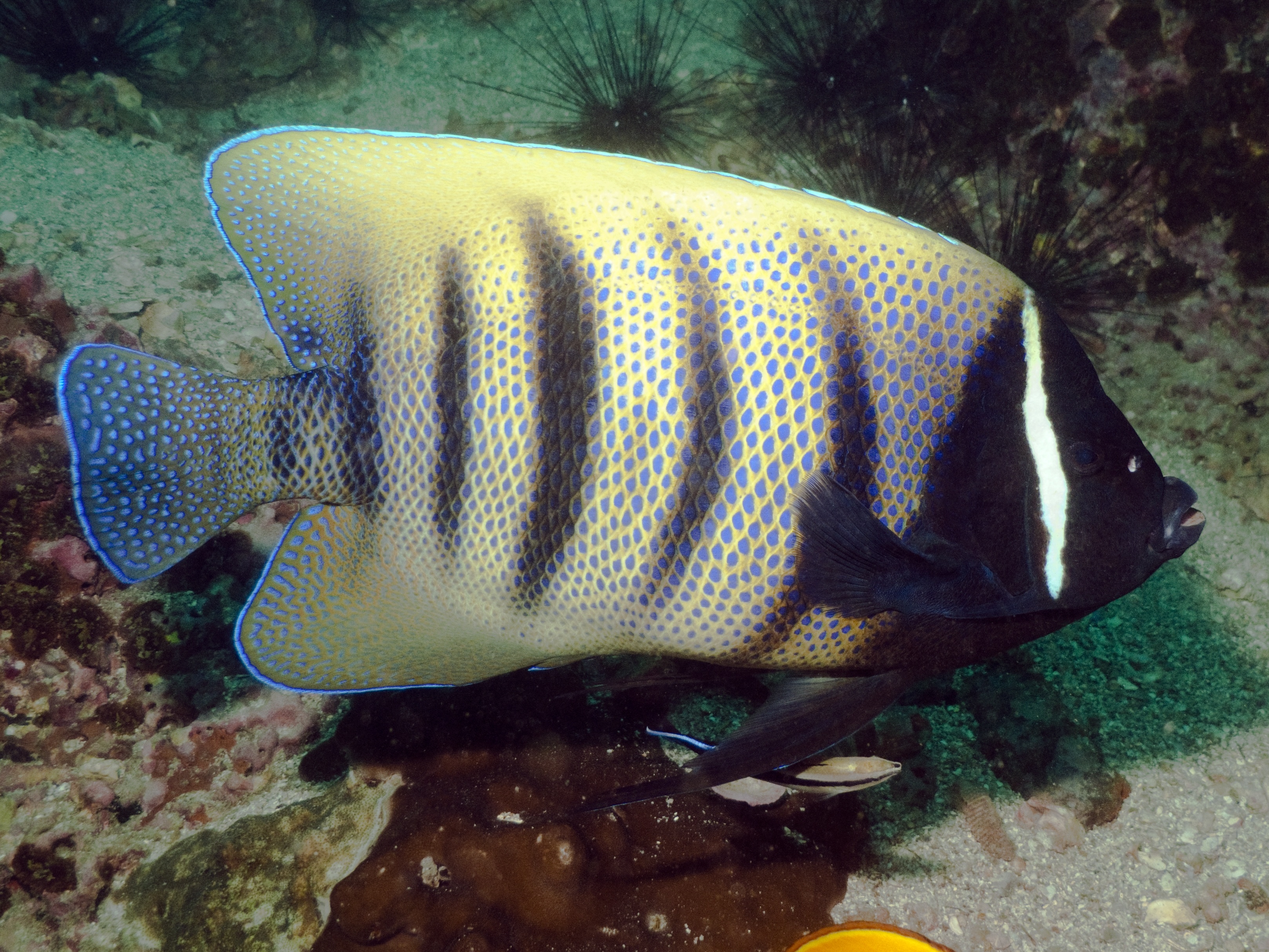 Beautiful white, blue, and back striped angelfish smiling for photos at the Hilutungaan Island Marine Sanctuary outside of Mactan, Philippines