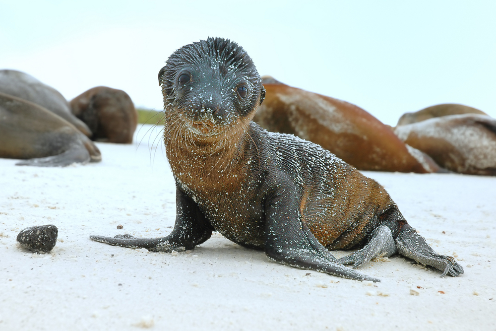 Adorable baby galapagos fur seal poses for photos on a sandy beach