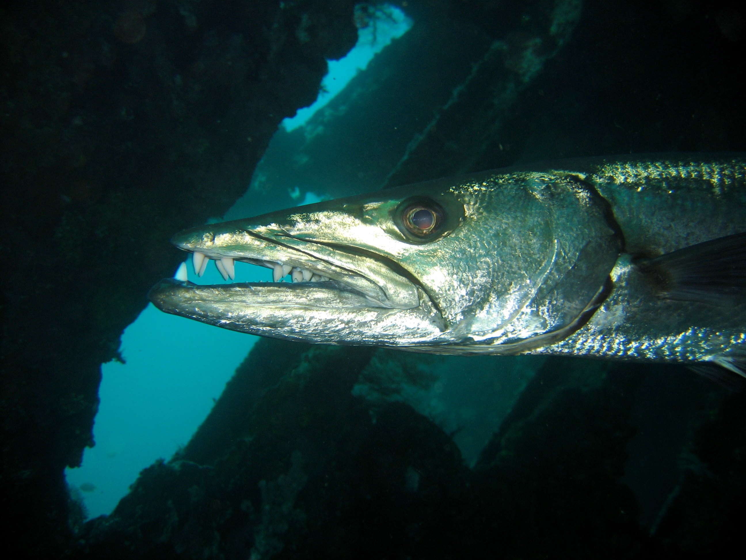 Fierce looking barracuda shows his sharp teeth to the uw photographer taking his picture at Baixo Do Ferreiro dive site on Graciosa Island, Portugal