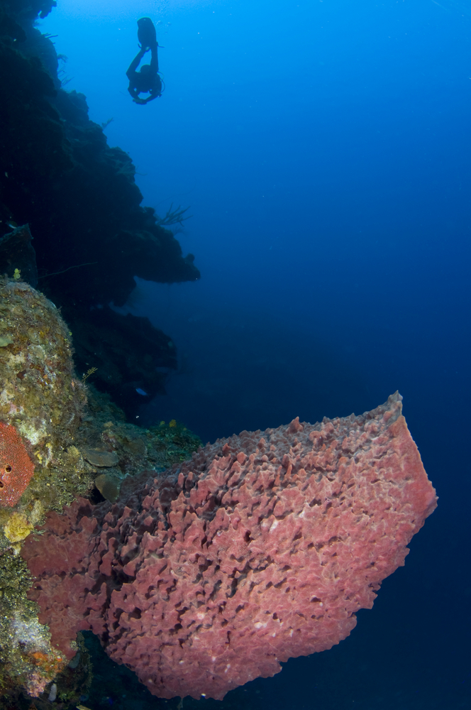 Huge pink barrel sponge adds color to the Flamingo Bay dive site in Grenada