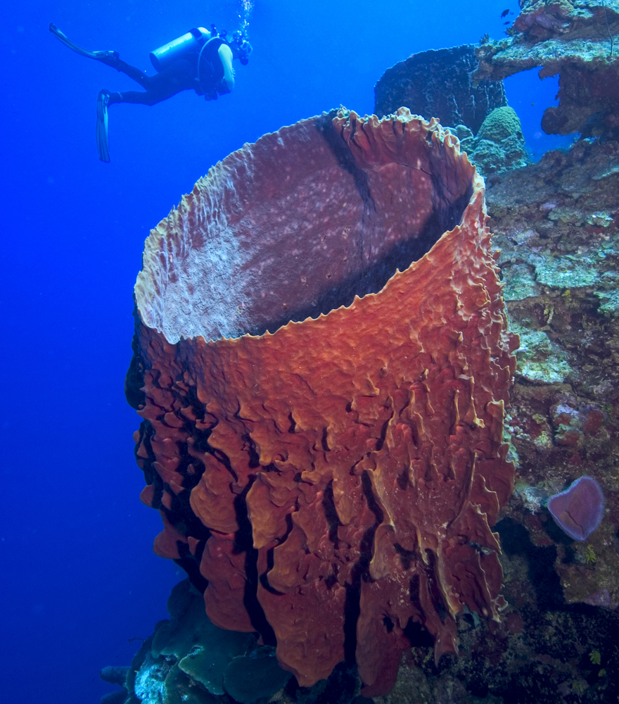 Several large pink basket sponges pepper the reef at Hat Caye Drop Off on Lighthouse Reef in Belize