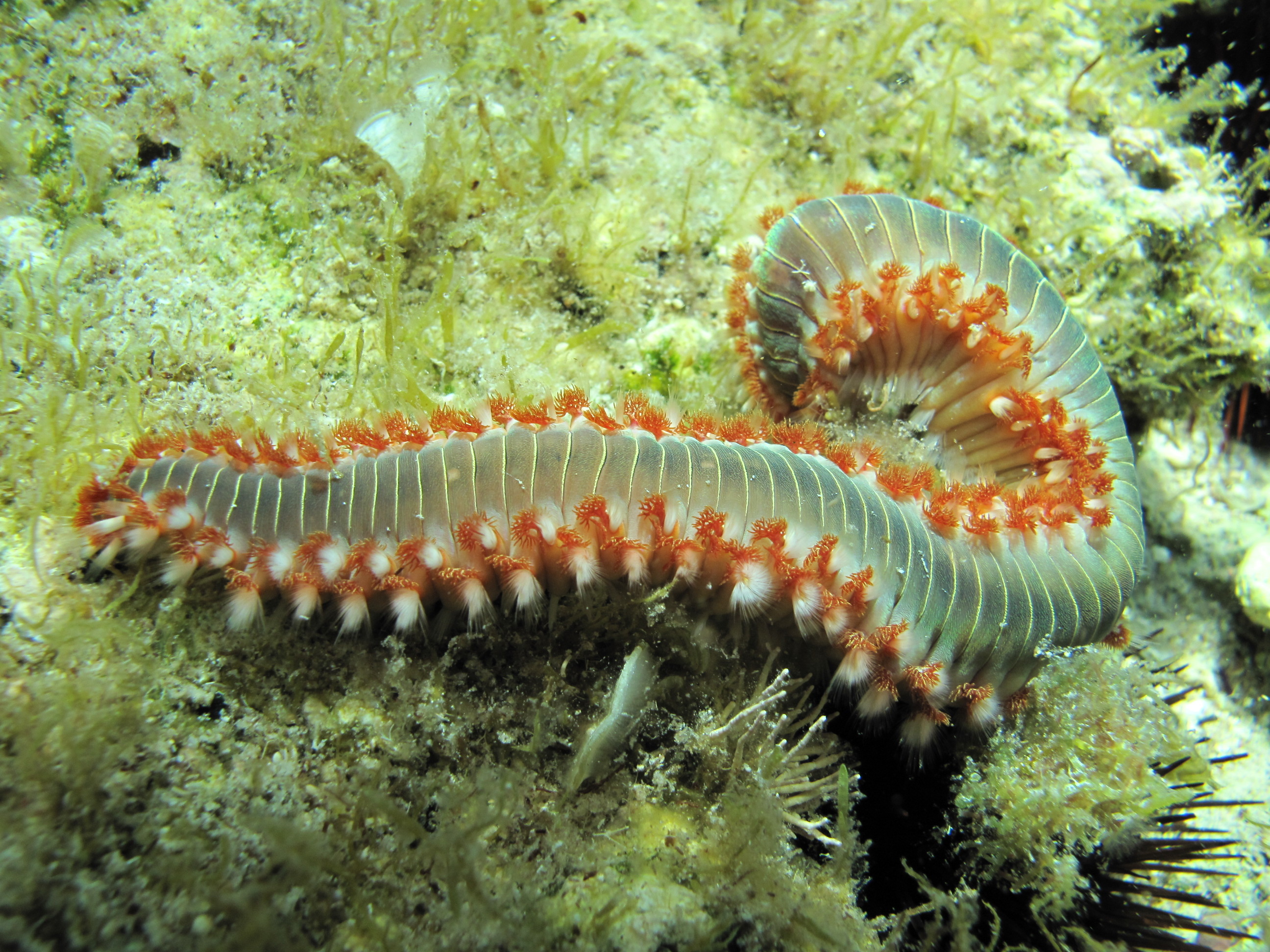 Bearded fireworm inhabits the Halliburton 211 wreck in the warm waters of Utila in Honduras