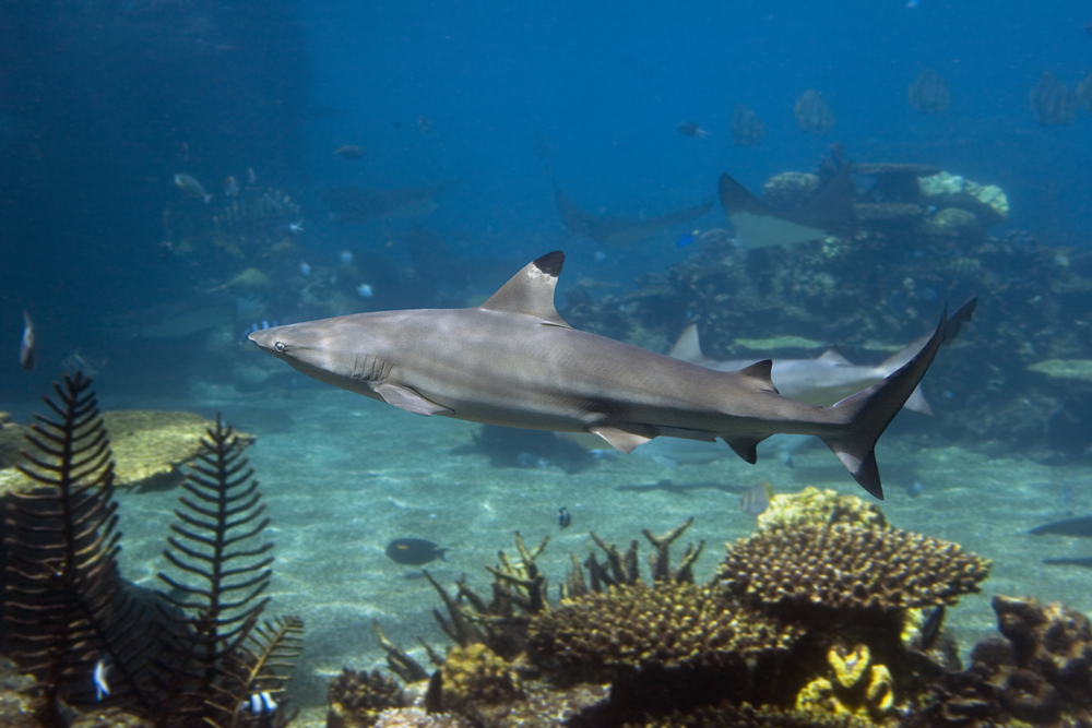 Black tip reef sharks make themselves known at many dive sites in Saint Martin as they swim among the pristine corals