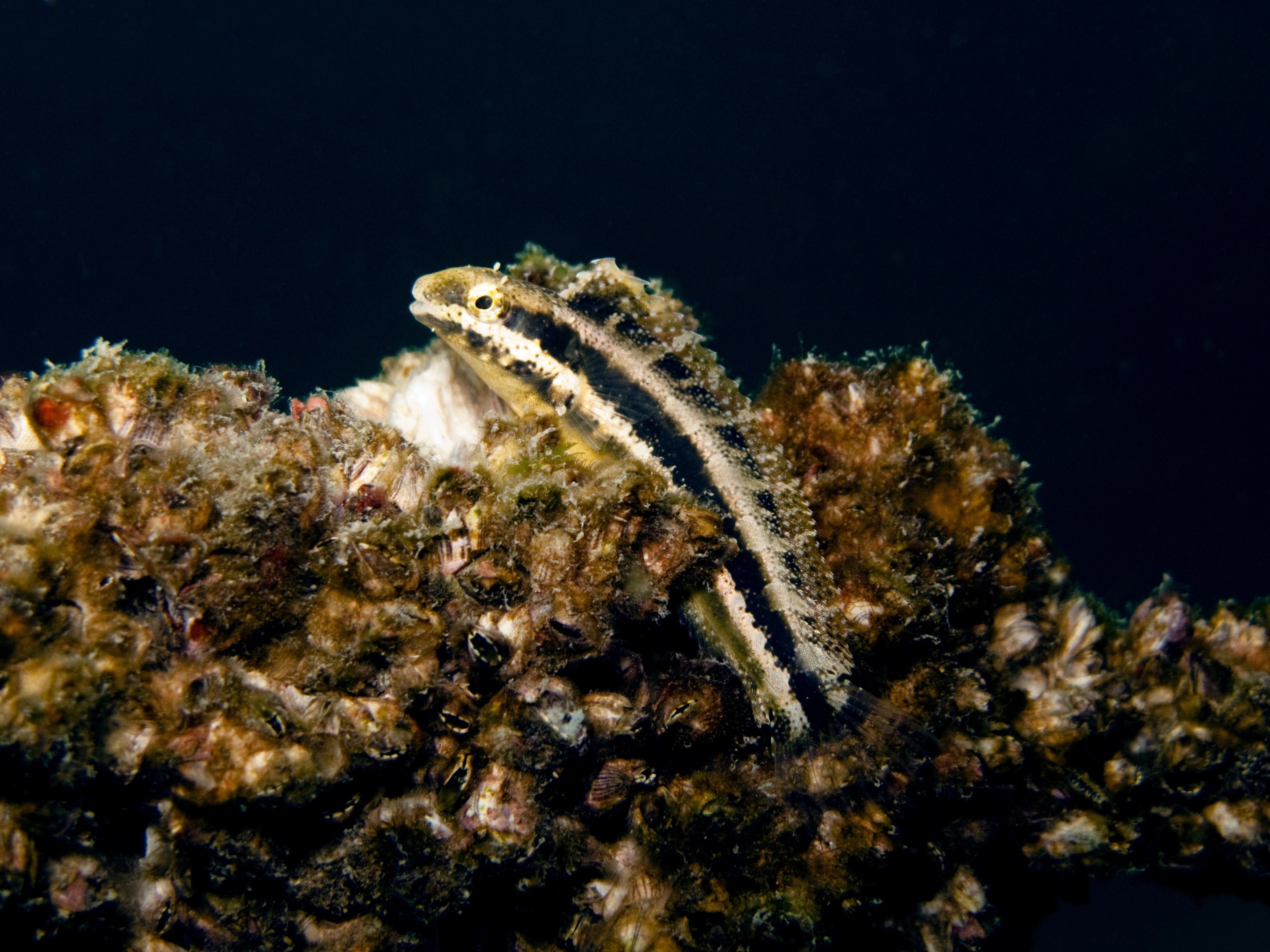 Gold, blue, and whit blenny rests among the coral encrusted structures at Baixa Dos Espalhafotos dive site on Faial Island, Portugal