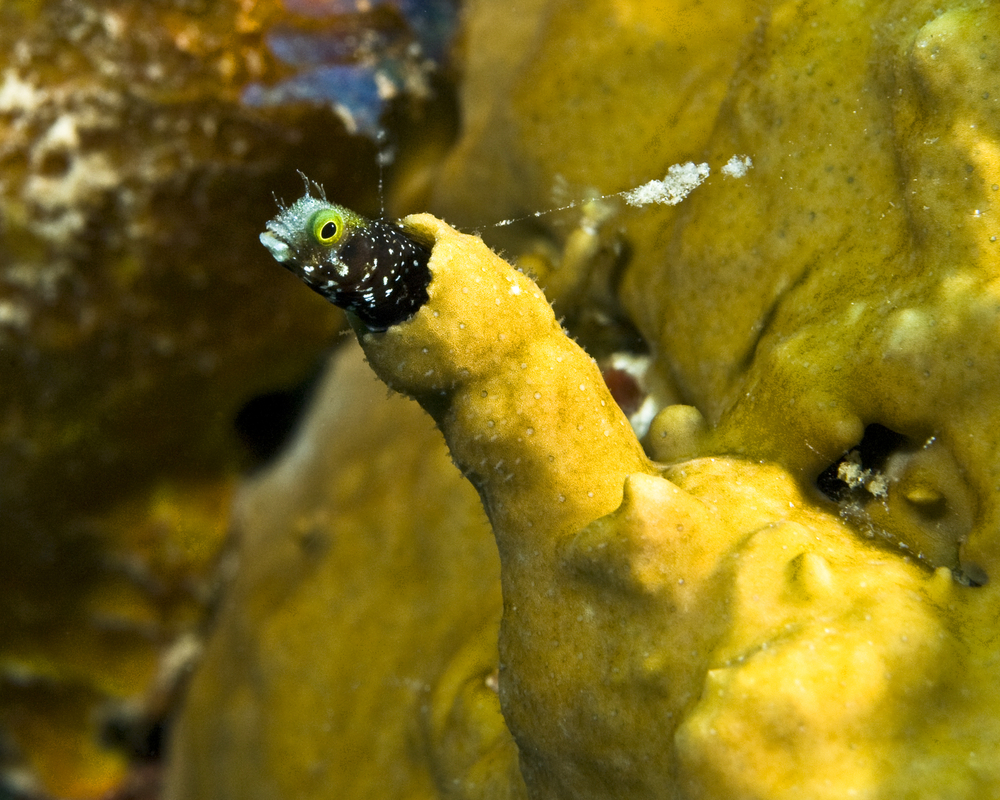 Beautiful black blenny with yellow around its eyes peeks out of a hole in the coral found at Point Bezdan dive site in Dubrovnik, Croatia