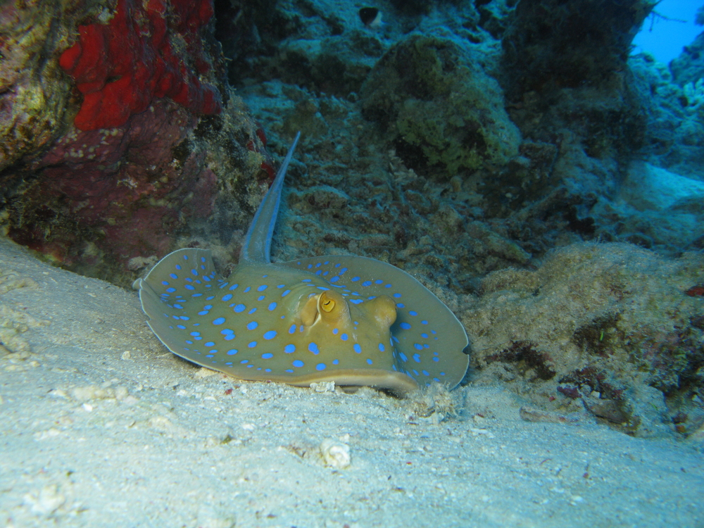 Blue-spotted stingray rests on coral near the sandy ocean bottom at Koh Kong South dive site in Cambodia