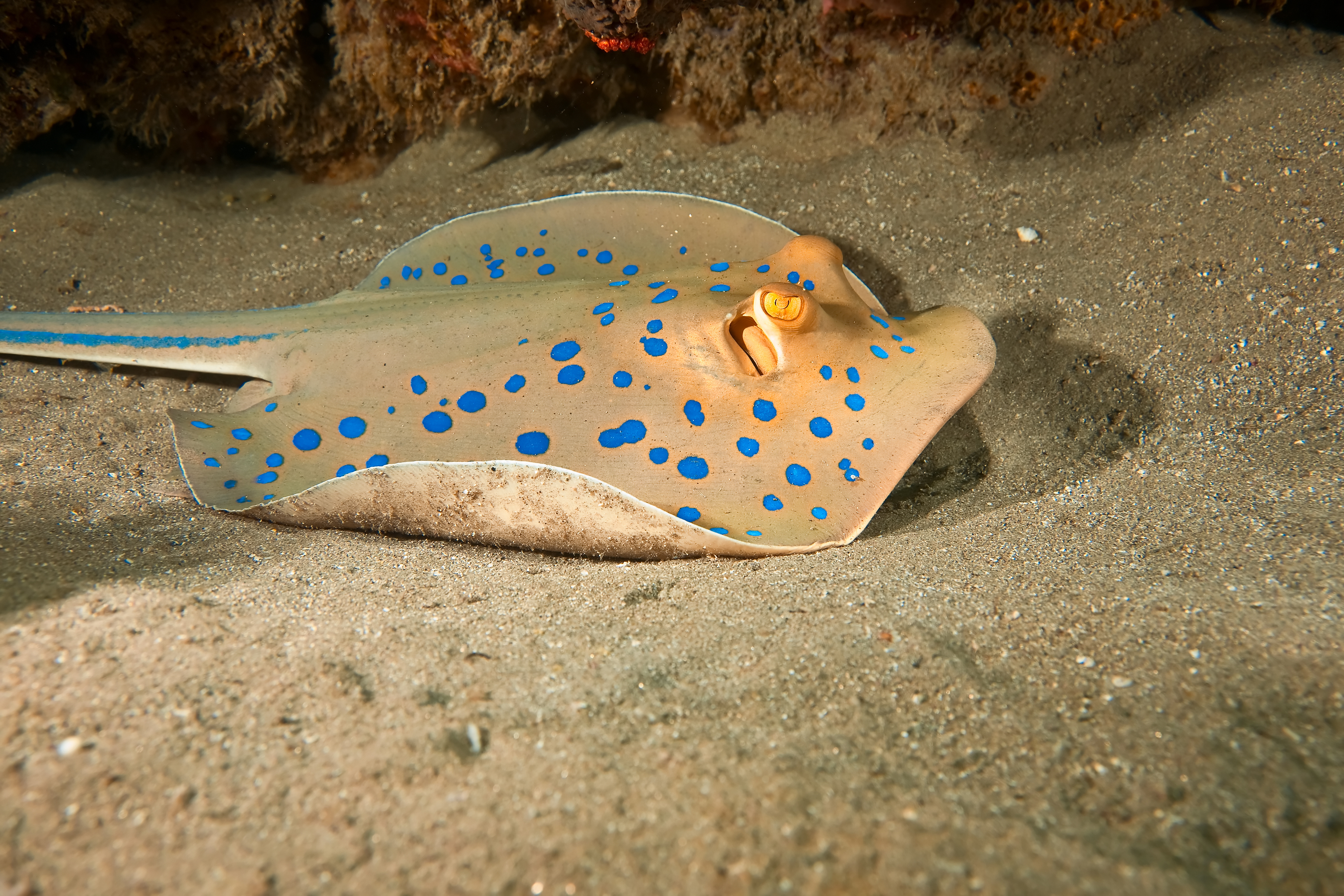 Beautiful blue spotted stingray swims above the sandy bottom at Amed Coral Garden dive site in Bali, Indonesia