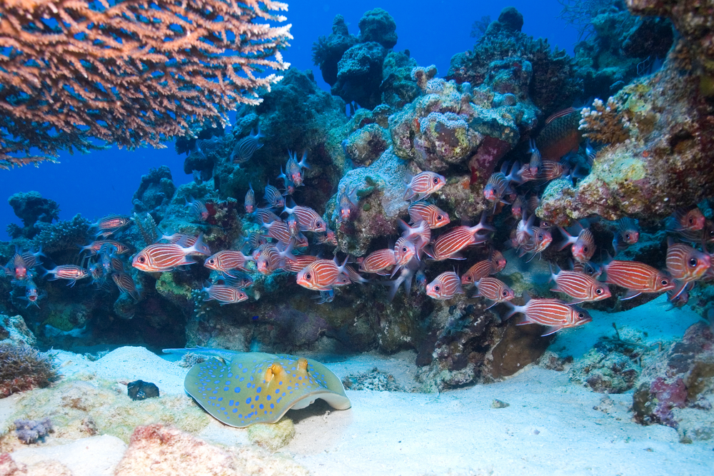 Blue spotted stingray rests on the sandy bottom while reef fish move about the coral encrusted surfaces at House Reef in Wakatobi, Indonesia
