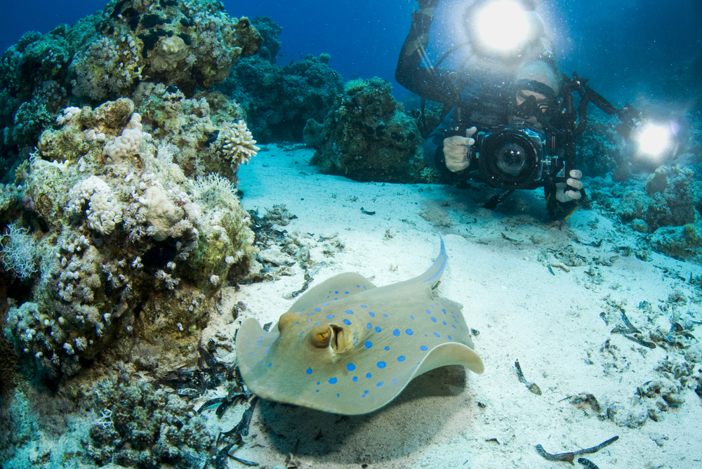 Blue spotted stingray slithers along the sandy bottom of Small Giftun Island while an underwater photographer takes photos in the backdrop
