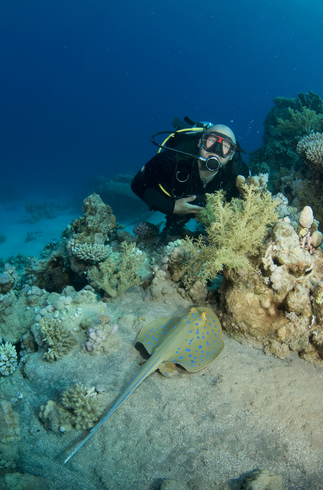 Diver enjoys a blue spotted stingray encounter along the sandy channel at Stingray Alley on Mantabuan Island in Malaysia