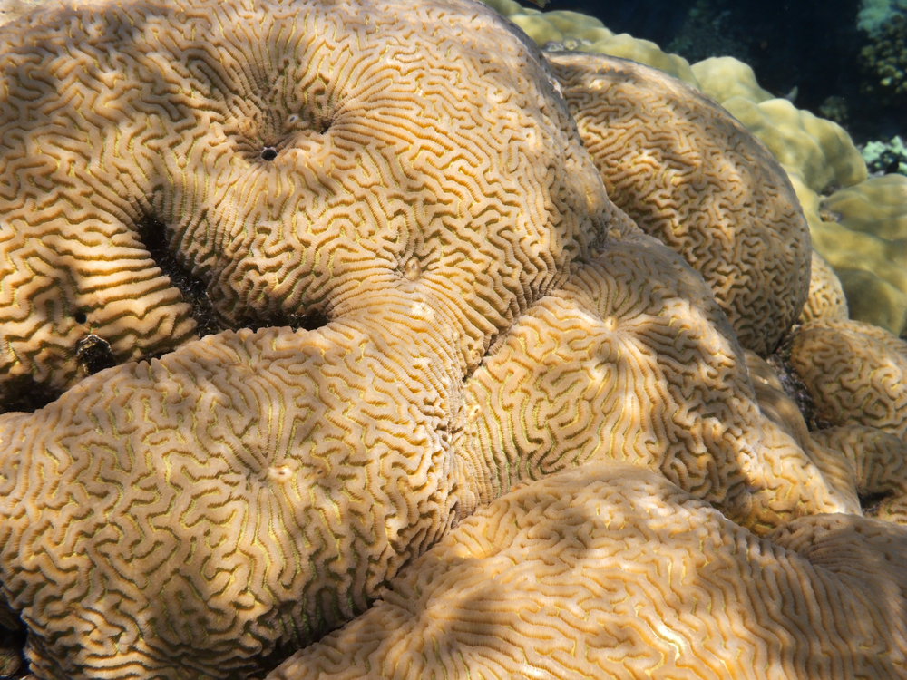 Huge brain coral formations litter the Abu Thima dive site providing fish and divers a haven in Bahrain