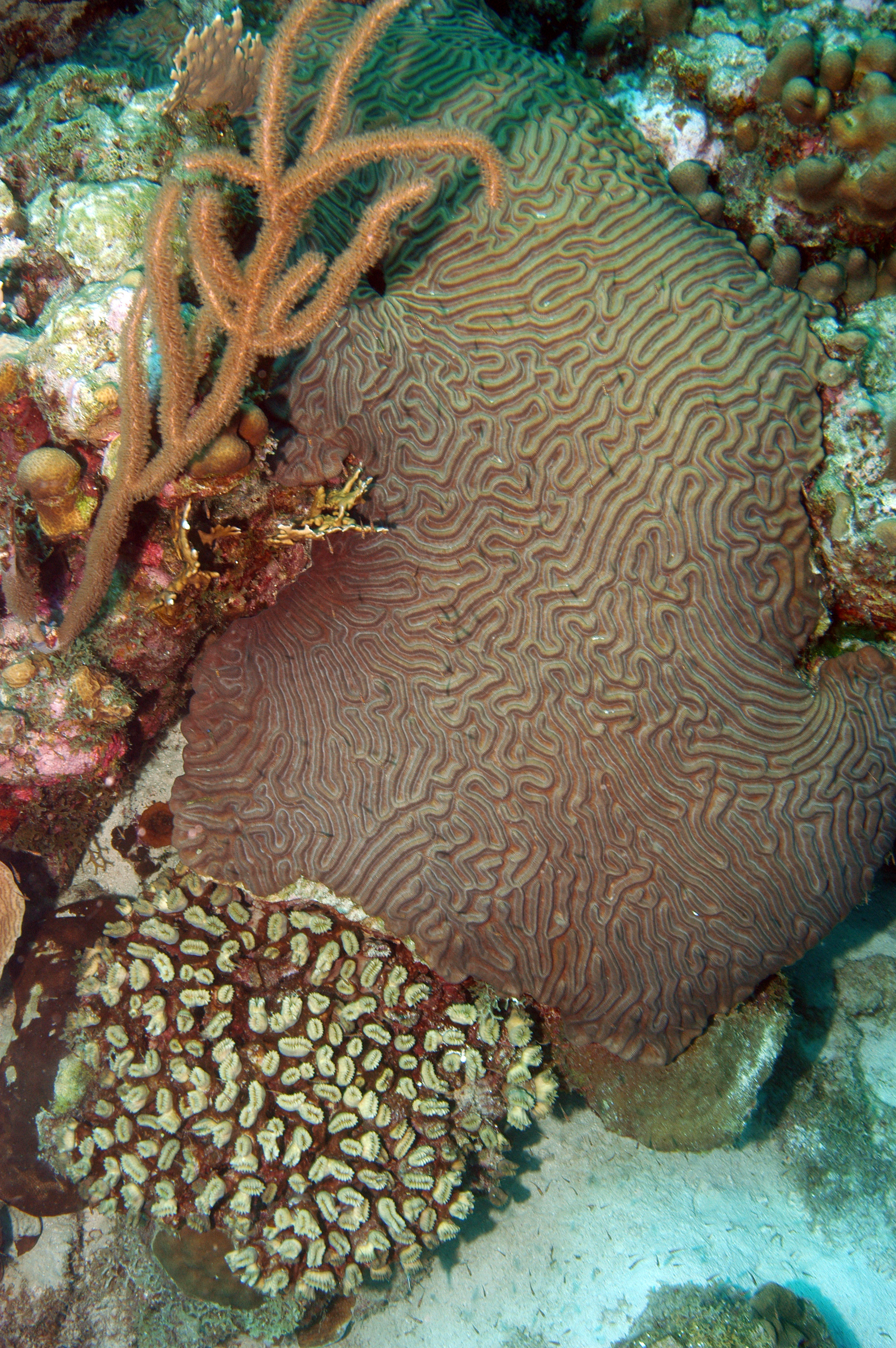 Large brain coral formations intermingle with other coral structures providing homes to reef fish at Eastern Dry Rock in Key West, Florida