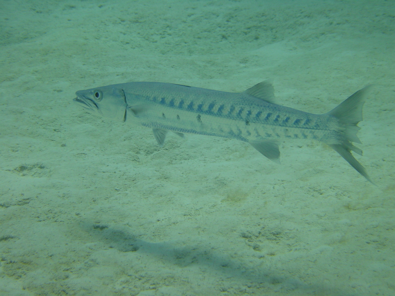 Saba&#039;s resident barracuda, buddha, searches curiously for divers in the Caribbean waters of Tent Bay Reef dive site