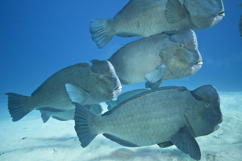 Schooling bumphead parrotfish make their way along the sandy bottom of Shark Point dive site on a full moon in Gili Islands, Indonesia