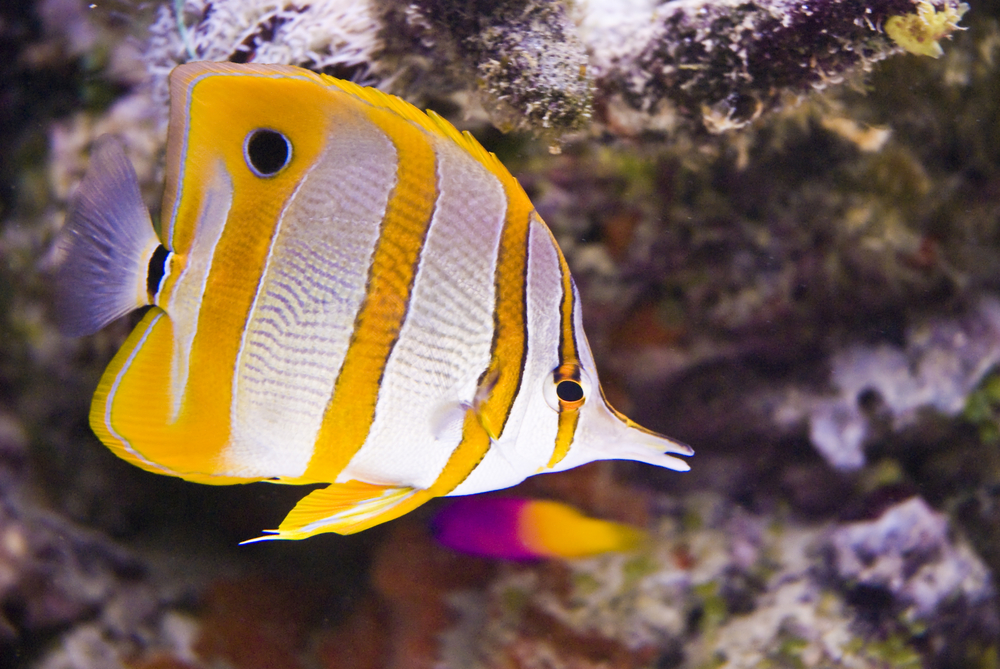 Butterfly fish swims over beautifully colored coral structures at Kikadini Reef dive site in Kenya&#039;s Diani