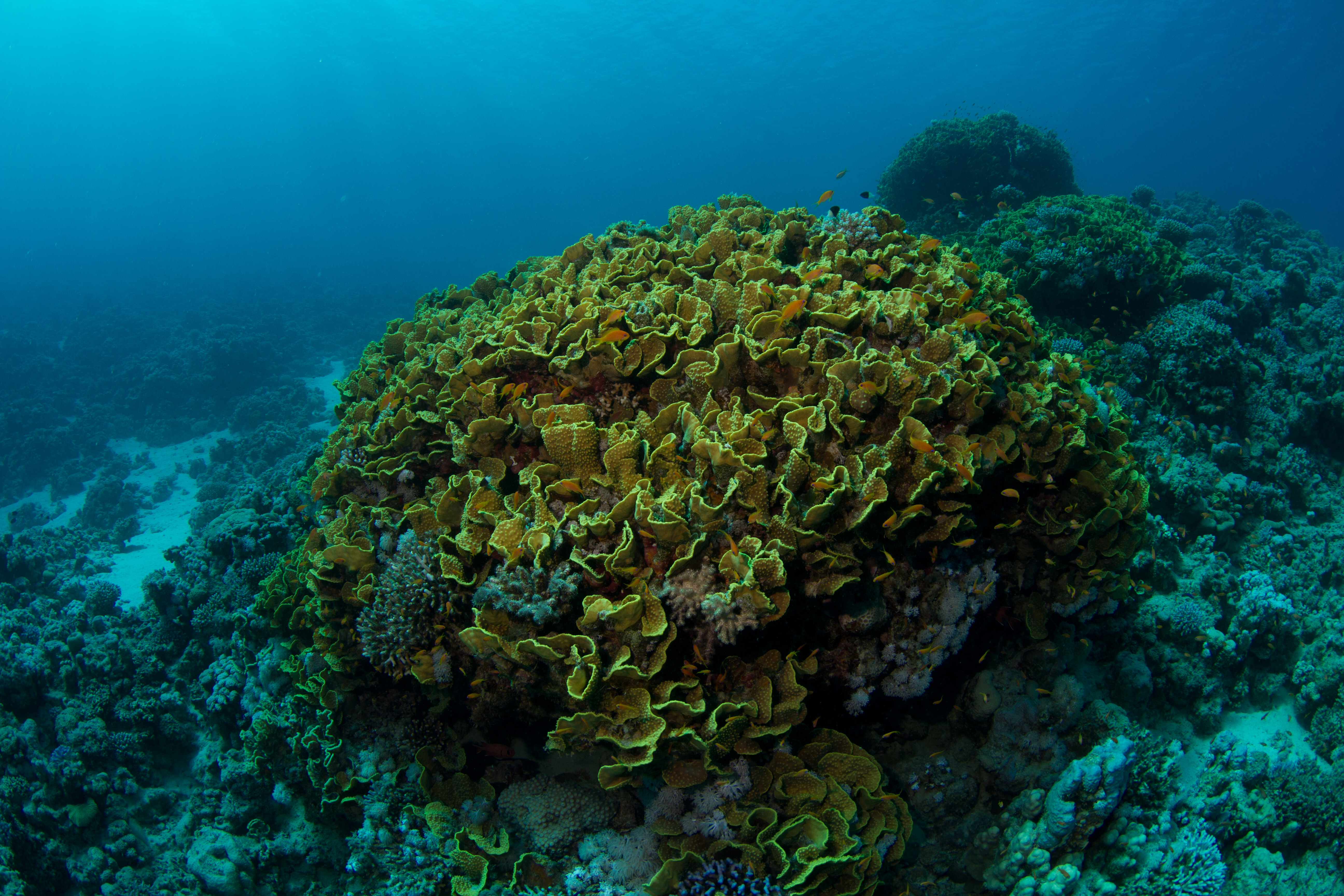 Huge cabbage coral formations blend in along with other coral encrusted surfaces that provide nourishment to the marine life that call the Coral Gardens dive site in Savai'I, Samoa home