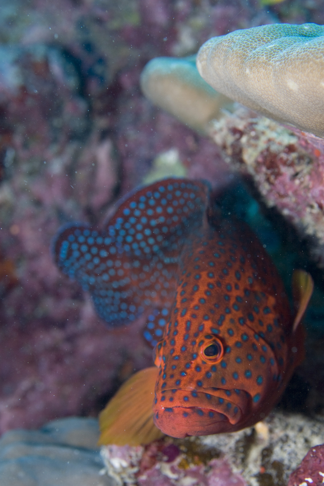 Cheeklined wrasse hides among coral structure at Bubble Cave dive site in Bodrum, Turkey