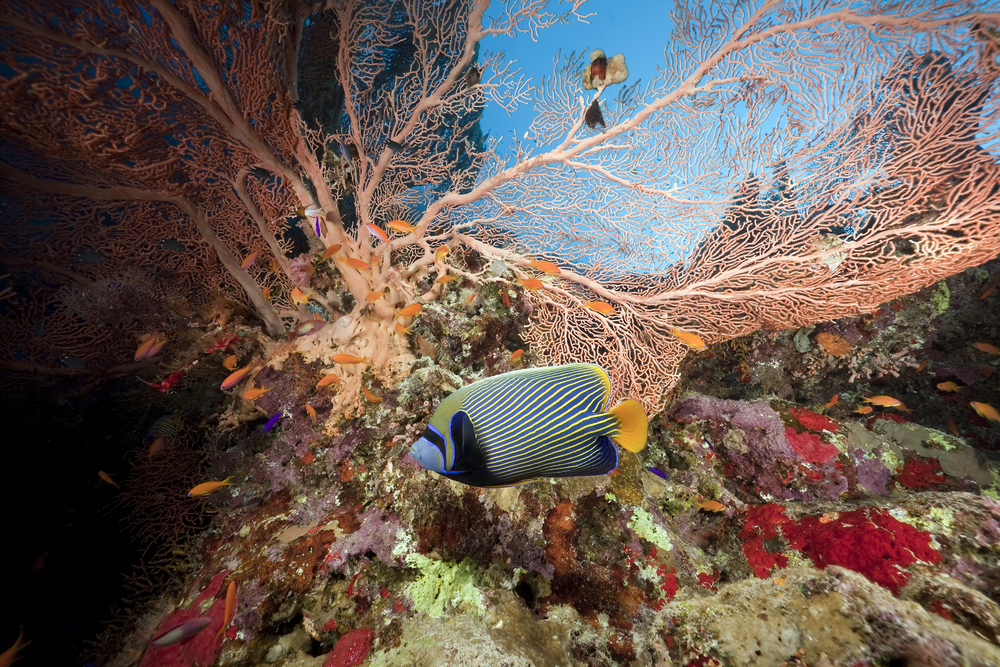 Gorgeous gorgonians and plentiful reef fish provide divers with unlimited photo opps at Aruba&#039;s Mangel Halto Reef