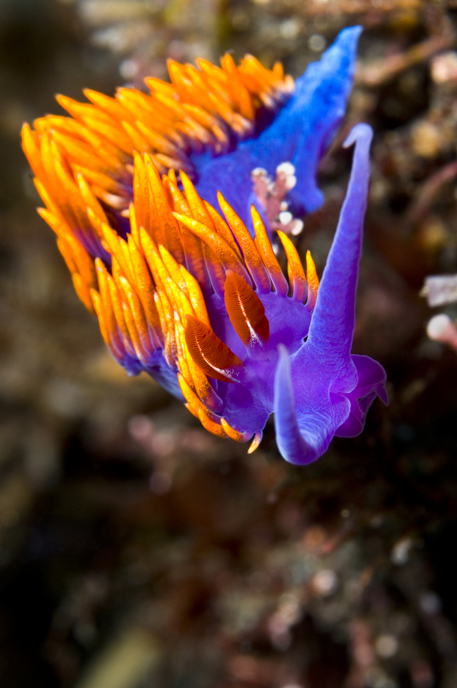 Colorful purple and orange nudibranch rests on one of the tunnel walls at J-Caves dive site in Ha'apai, Tonga
