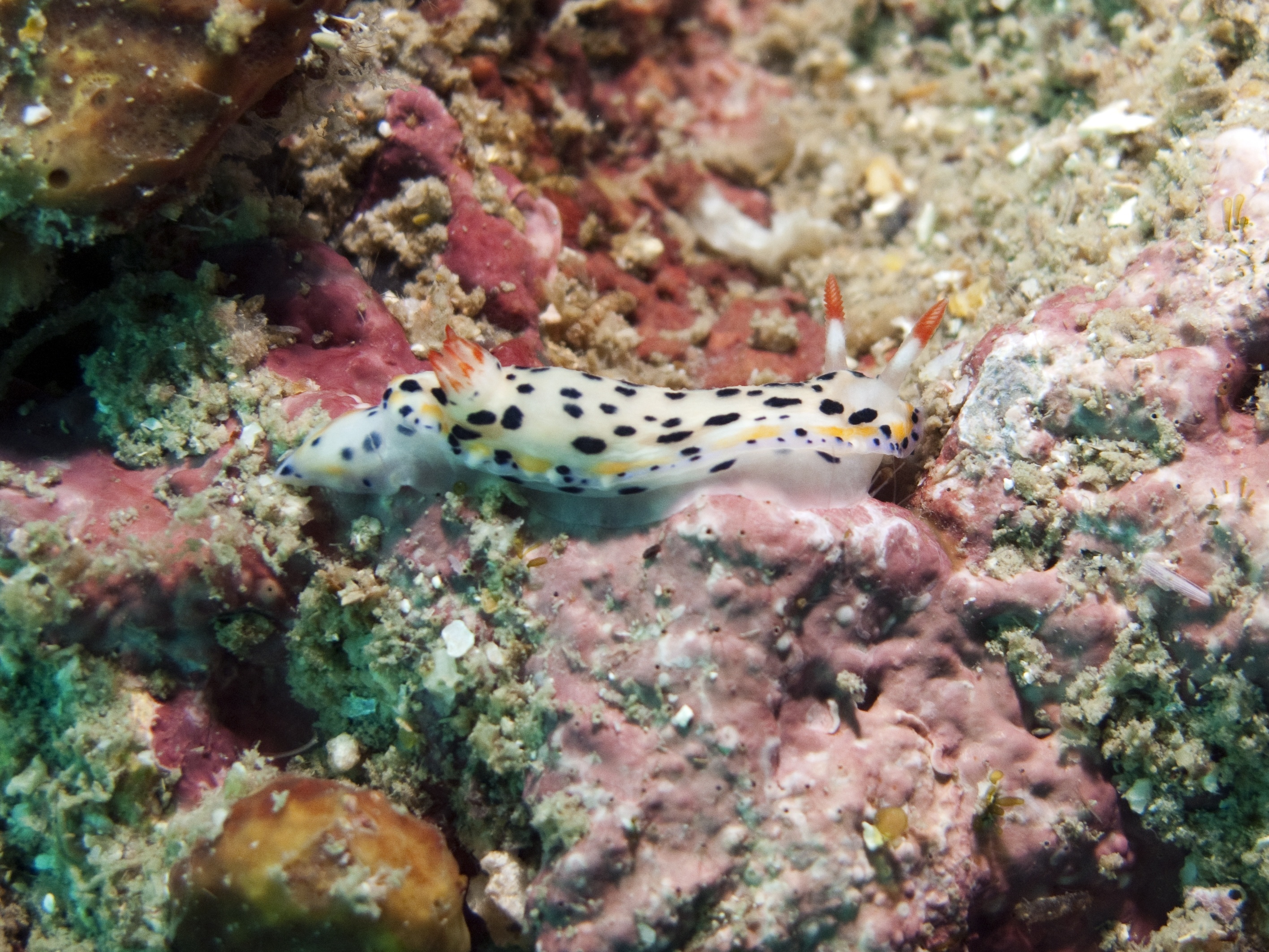 Colorful spotted nudibranch makes its way about the wall at Kapa dive site in the Vava'u Islands, Tonga