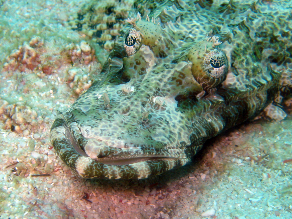Crocodile fish rests on the sandy bottom of Water Outlet dive site in Taiwan&#039;s Kenting Marine Park