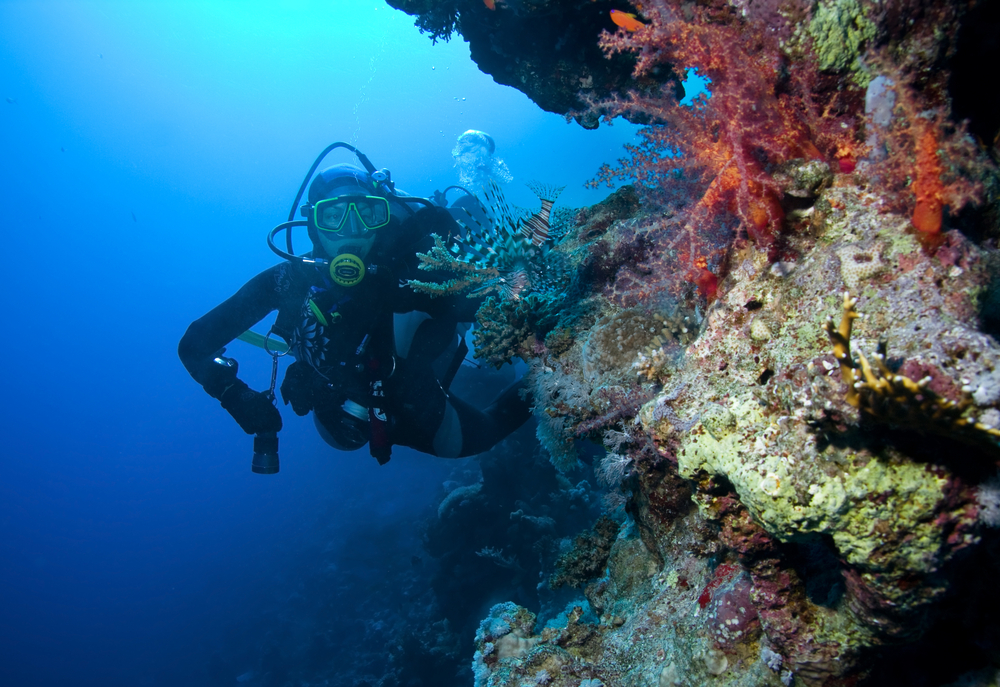 Diver exploring the Sisters dive site in the Caribbean waters of Tobago is delighted at the colorful corals that pepper the large pinnacles found here