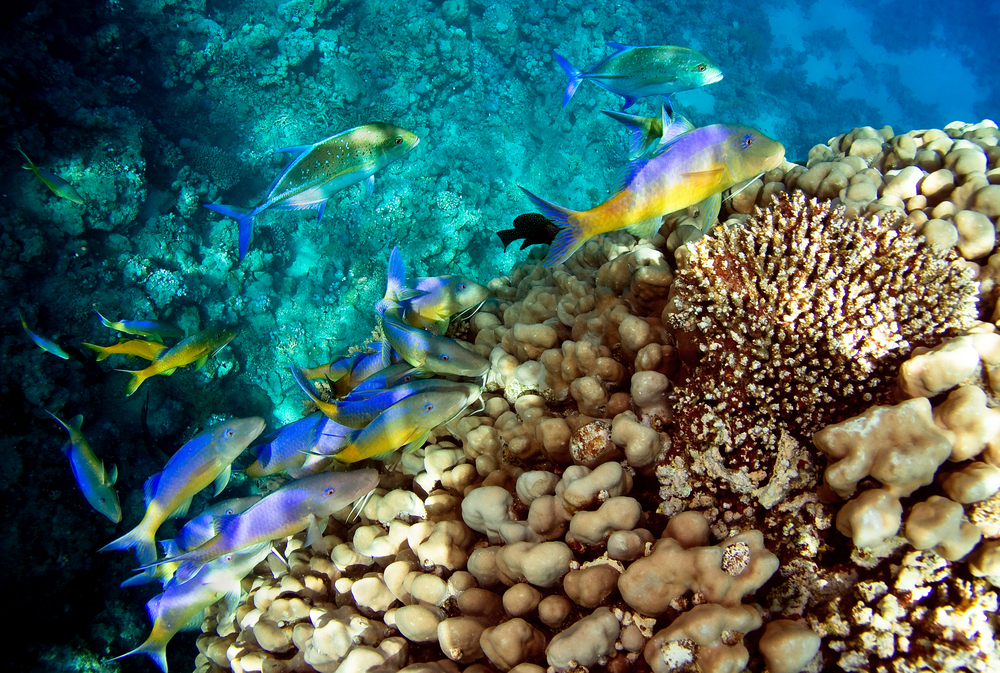 Colorful reef fish swirl around the hard corals at Mikomoto on Japan&#039;s Izu Peninsula South