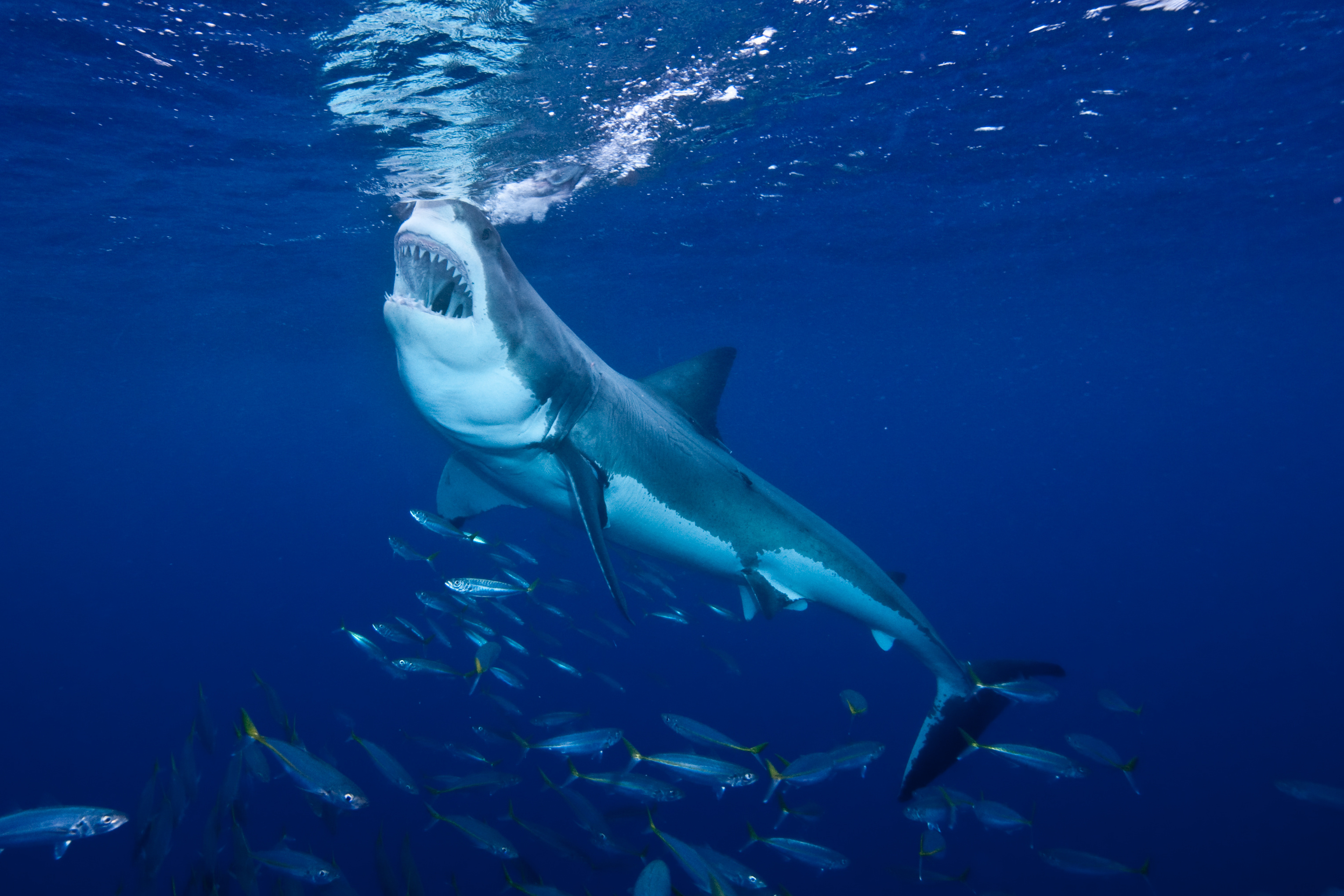 Great white shark swimming towards the surface with its mouth open in an attempt to eat some shark bait