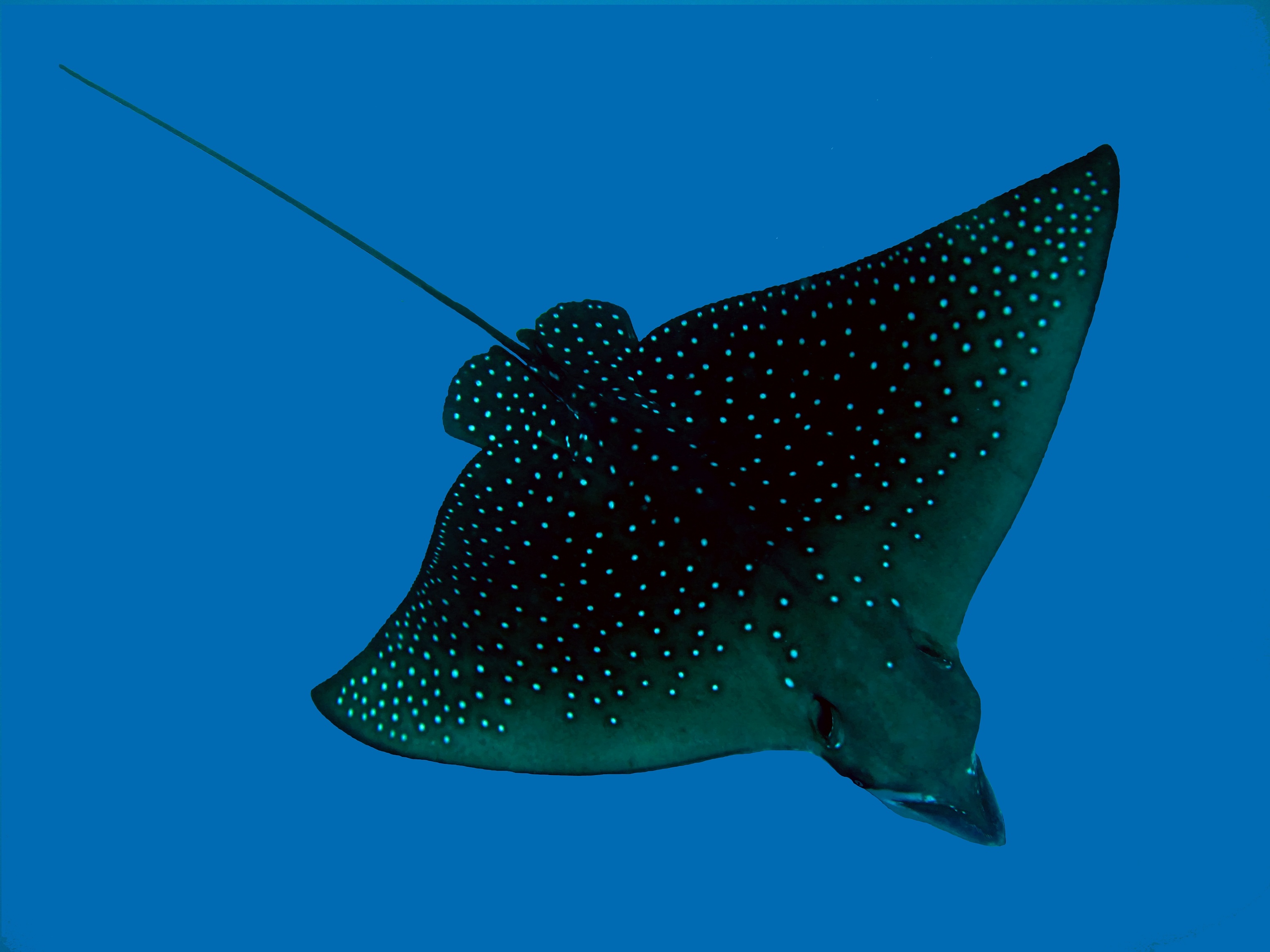 Young eagle ray soaring through the waters of the mi&#039;l channel dive site in Yap, Micronesia
