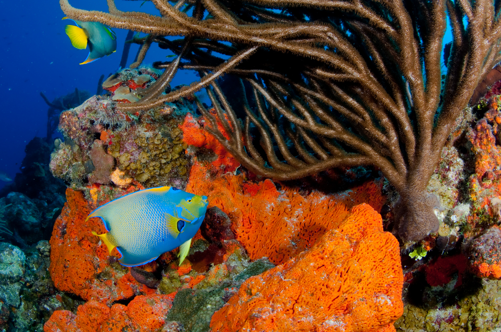 Whip coral, bright orange elephant ear sponges, and colorful reef fish help make Nancy's Cup Of Tea dive site, also known as Magic Roundabout, a photographer's dream