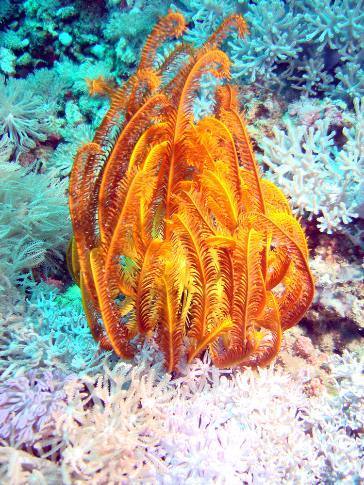 Bright orange feather star lays against lighter colored corals providing a fantastic backdrop at Siladen1 dive site in Indonesia's Bunaken National Marine Park
