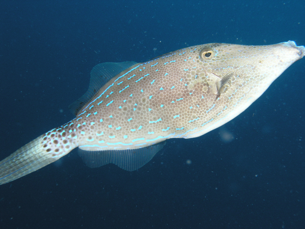 Large spotted filefish swims about freely in the waters surrounding the Far Gardens dive site in Sharm El Sheikh, Egypt