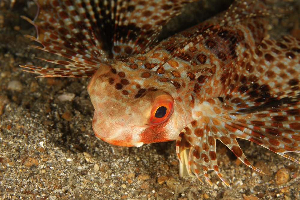 Flying gurnards are found in abundance along the sandy bottom of City Wall dive site in the Caribbean waters of St. Eustatius