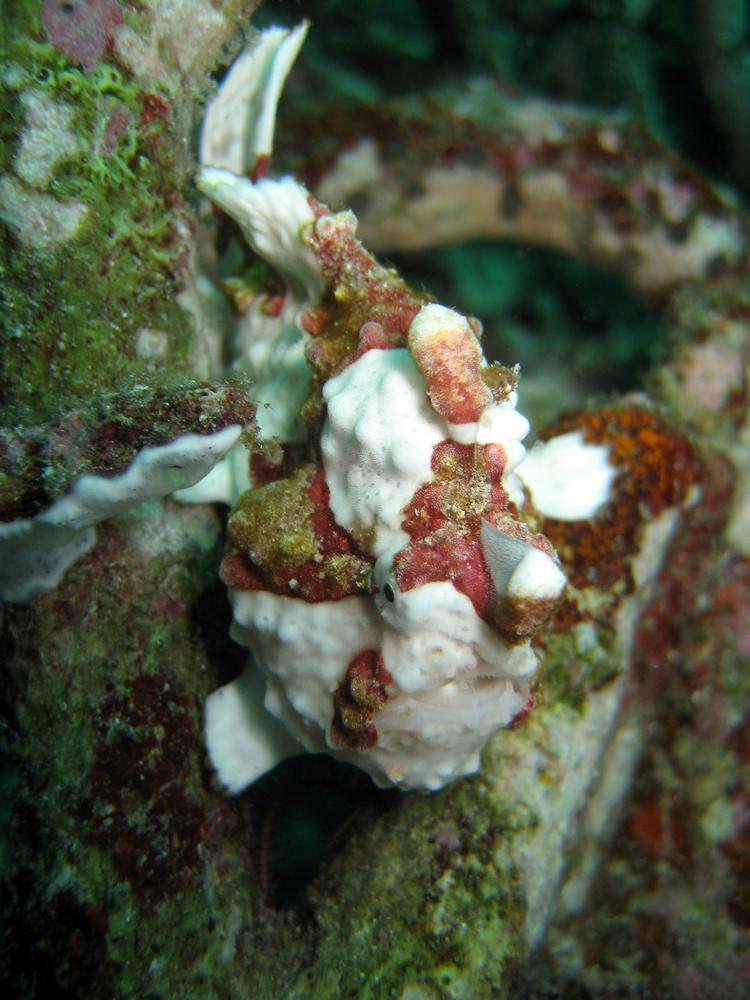 Frogfish uses camouflage to blend in with the surrounding reef structures at Laughing Bird North dive site on Placencia&#039;s Inner Reef in Belize