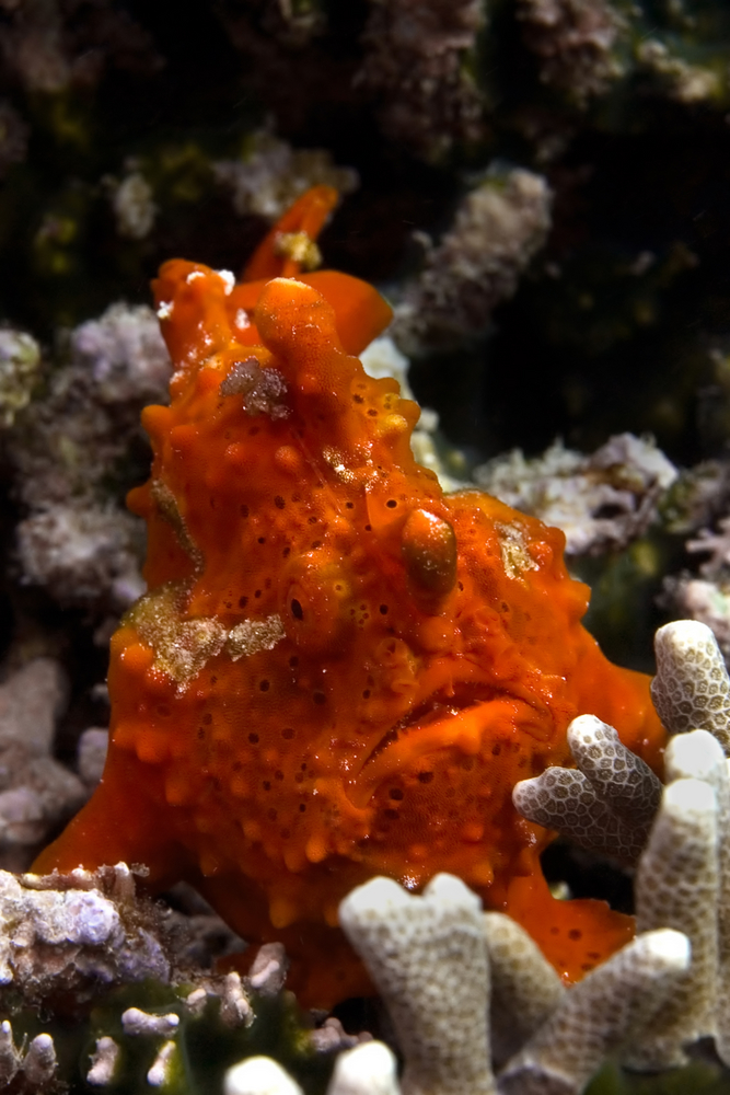 Bright orange frog fish hides among the coral structures of the Coral Garden dive site on Wasini Island, Kenya