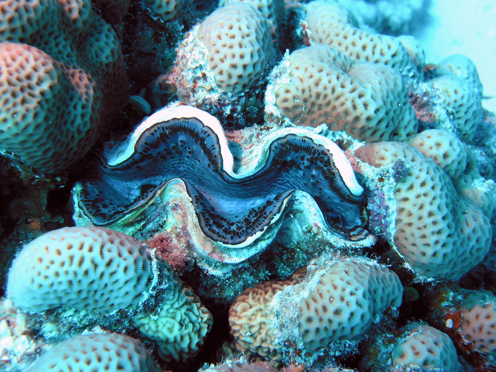 Giant clam nestled among other coral structures in the clear blue waters of American Samoa; a diver&#039;s delight.