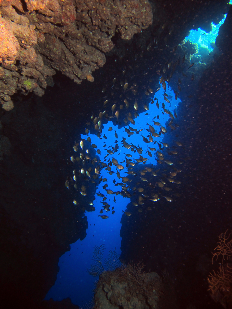 A school of glassfish swim thru overhangs and small caves found at the Bodu Beru dive site at Nord Nilandhe Atoll in the Maldives