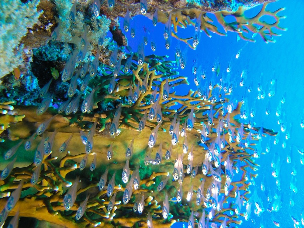 Shoal of glassfish make their way about Kuderu Express dive sites at Maldives' Lhaviyani Atoll