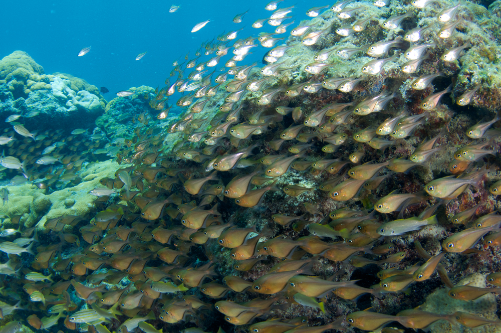 Glassy sweepers line the tunnel and surrounding area of Coral Gardens dive site in the Caribbean waters of the British Virgin Islands