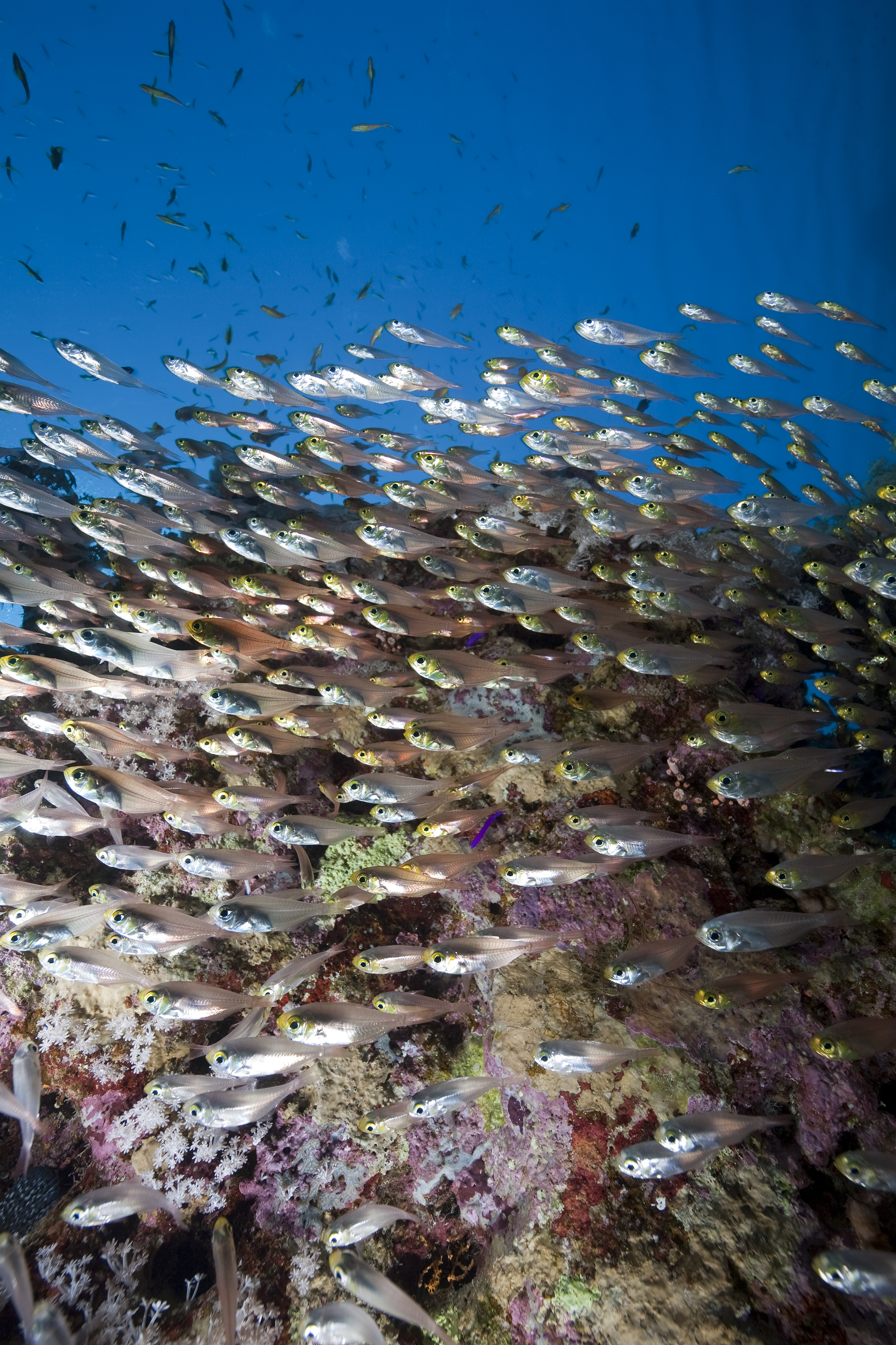 Large school of glassy sweepers swimming around the Big Tunnels dive site in Grand Cayman
