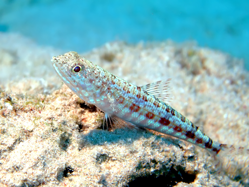 Brilliantly colored goby rests along the sandy bottom at Cheeca Rocks dive site in Florida&#039;s Islamorada