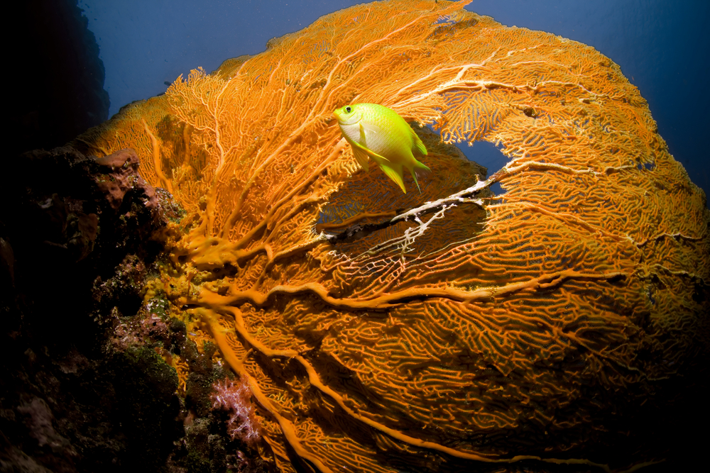 Fan Wall dive site in Cocos Keeling Islands is home to gorgeous orange gorgonians and bright golden damselfish that swim among them