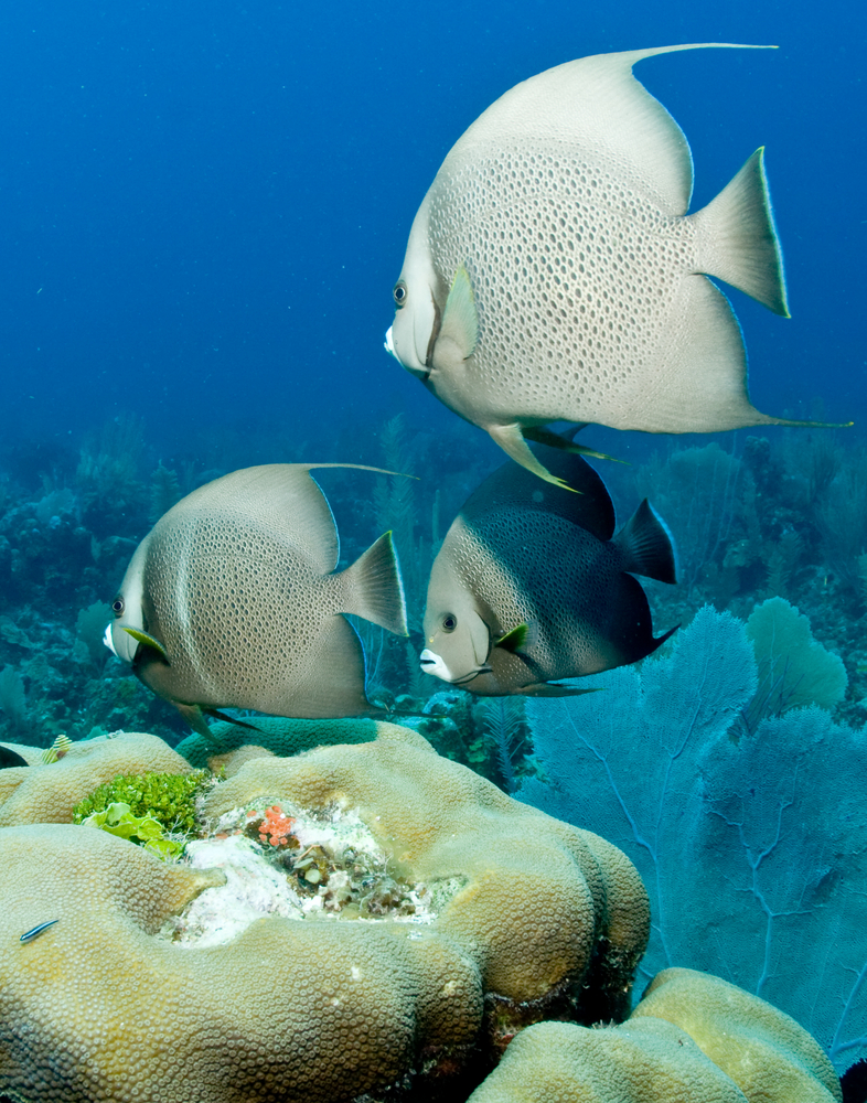 A trio of gray angelfish swim above the gorgonians and other coral structures found at the Rocky Point dive site in Utila, Honduras