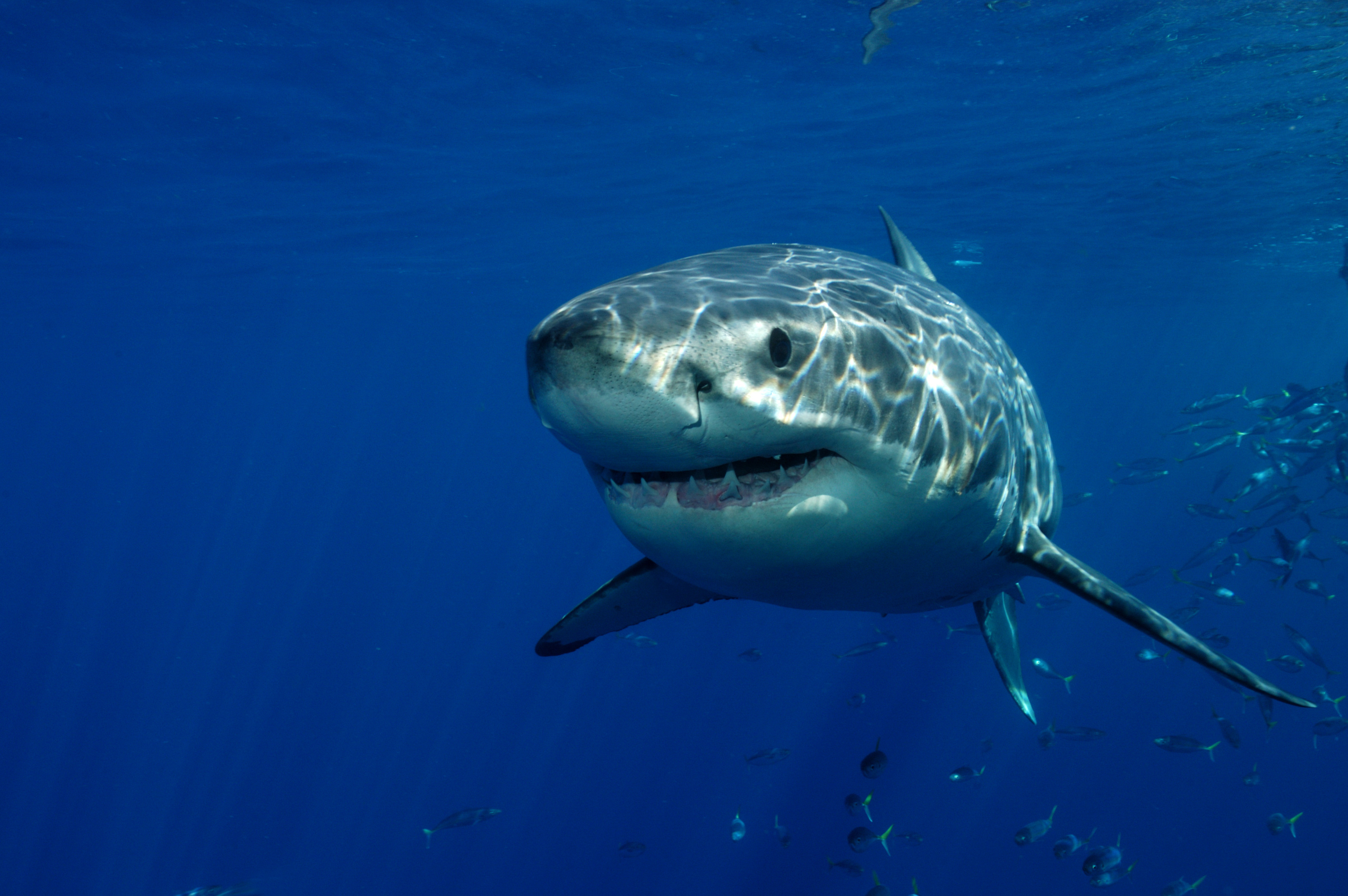 Great white shark explores the waters of Africa's Aliwal Shoal as divers watch on