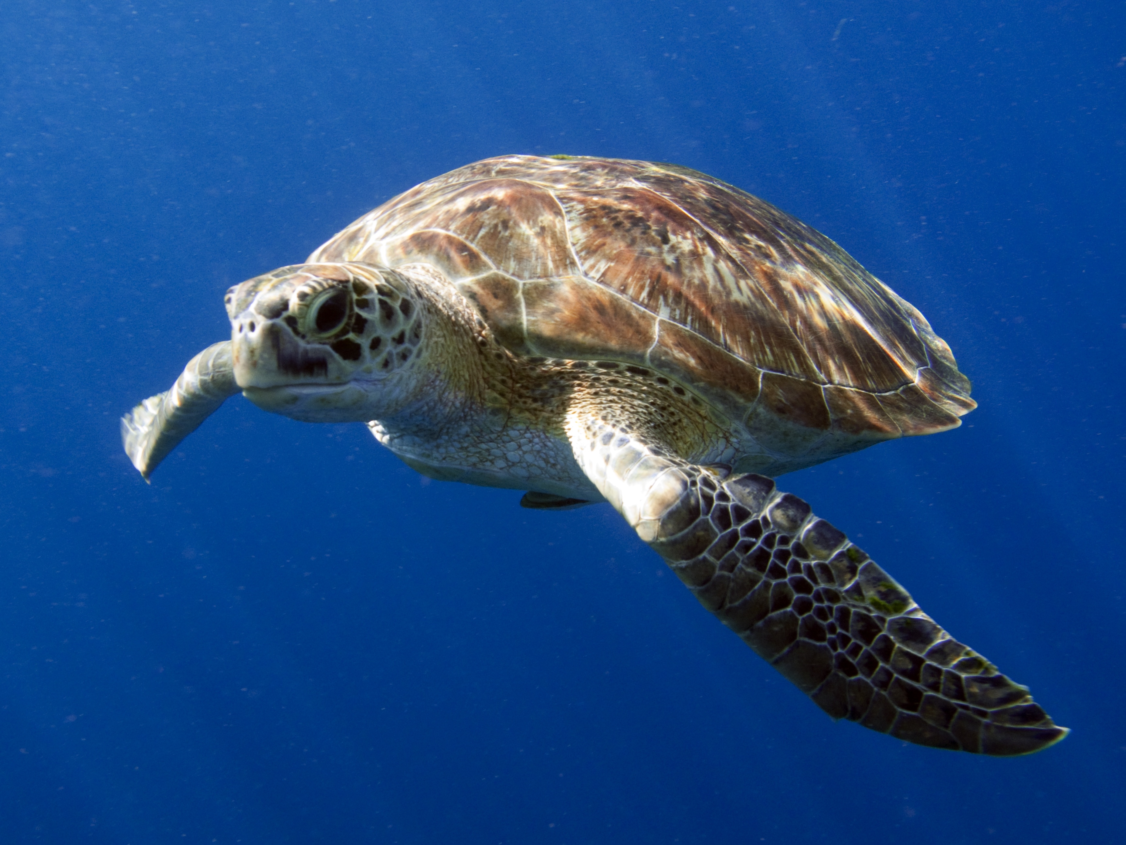 Close up of a green sea turtle swimming in the shallows around Tugboat Pier in Midway Island