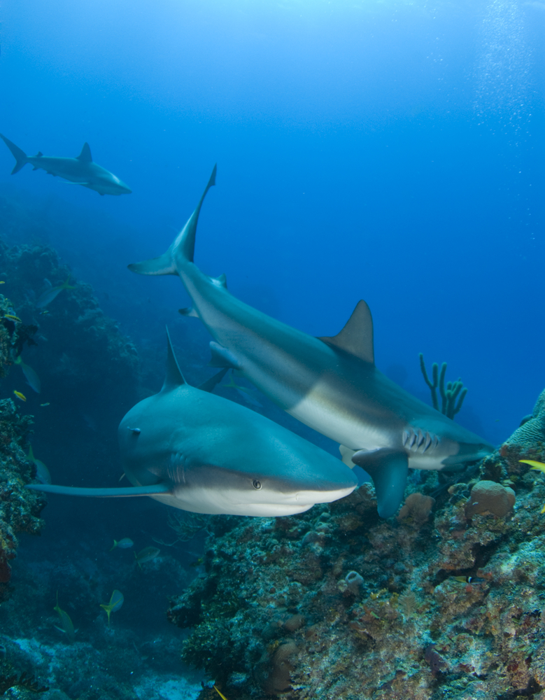 A school of sharks at Shark Pass dive site in Marshall Island&#039;s Bikini Atoll make their way along the reef structures in search of their next meal
