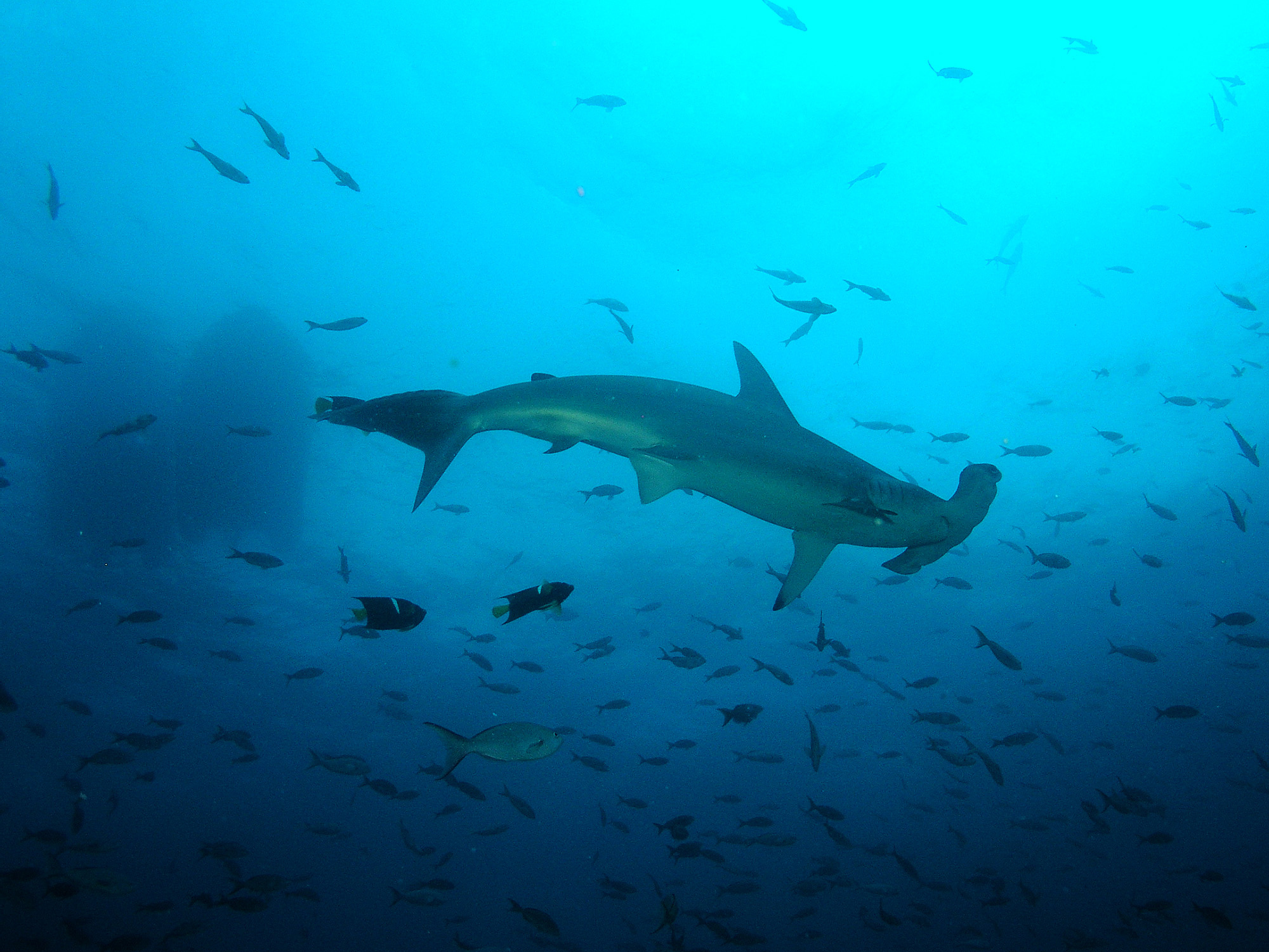 Tarpon channel dive site in Little Corn Island is home to hammerhead sharks who patrol the waters of Nicaragua searching for stingrays and other prey