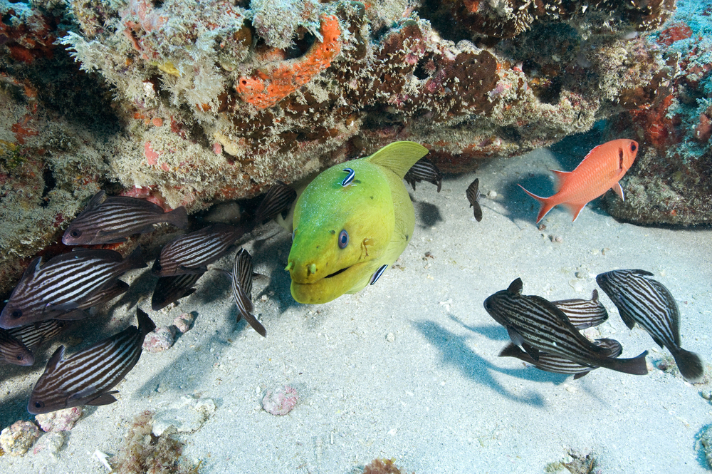 Herman, the green moray eel for which Herman's Behind dive site is named after, peeks out from under a coral encrusted ledge to pose for diver photos