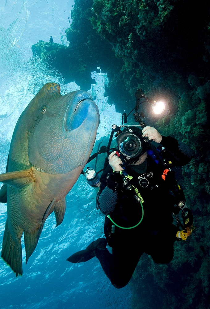 Underwater photographer catches great shot of humphead parrotfish at Harnom Point dive site in the Northern Mariana Islands