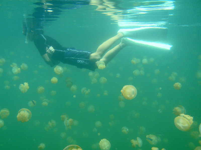 A snorkeler swims with golden jellyfish in Palau's Jellyfish Lake